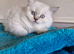 British short haired cross kitten for sale