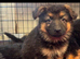German shepherd puppies