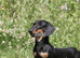 4 month old male