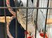 Super talker African grey parrot