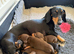 Gorgeous Dachshund puppies for sale