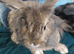 Male lionhead mix breed rabbits