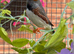 Zebra finches for sale