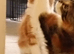 Stunning Maine Coon Kittens