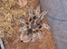 Adult Female G rosea