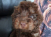 Cockapoo puppies PRA CLEAR