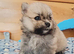 White and sable Pomeranian puppies