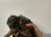 Pomeranian x chihuahua