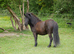 Registered Standard Shetland Gelding