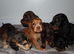 Cocker spaniel puppies