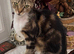 FEMALE KITTEN NEEDS LOVING HOME