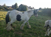 Black and white cob 14hands  galiledin