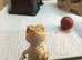 Beautiful bearded dragons babies
