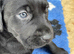 Labrador puppies