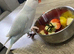 Semi tame 2025 Blue Pallid Ringneck