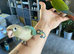 Hand tame Green Cheek Conures
