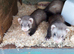 Female Baby Ferrets - 2 for £100