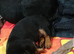 4 dashounds cross jack Russel puppies