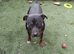 Staffy bull terr