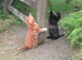 PRETTY FARM REARED KITTENS