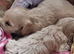 Cavachon puppies for sale 2 Boys Left