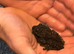 Vietnamese Mossy Frogs