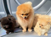 Pomeranian puppy’s