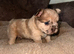 READY TO LEAVW Fluffy Frenchbulldog Merle