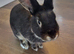 6month female bunny