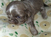 Imperial dobie shih tzu