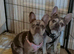 Female Merle frenchie