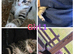 kittens ready to leave now