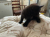 Kittens farm reared