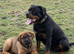 PRESA CANARIO &times; ROTTWEILER MALE PUPPY
