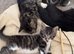 Reduced Stunning cross bengals looking for their new loving homes
