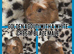 Beautiful crested baby guinea pigs
