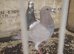 Racing pigeon for sale