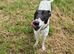 Greyhound whippet male 14 months
