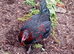 Black copper Maran type cockerel
