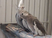White faced cockatiels for sale