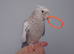 Hand reared hand tame female cockatiel