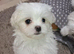 Maltese Mini Puppies