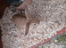 Mini lop x dutch