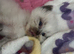 Ragdoll kittens seal point born 19/07/26