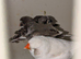 Proven pair and their young