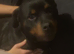 Rehome 4 year old Rottweiler