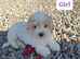 Shichon puppies