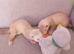 6 Baby ferrets
