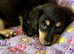 Only 2 left Petite size long haired kc dachshund puppies highly dna tested parents low coefficient %