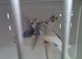 3 budgies